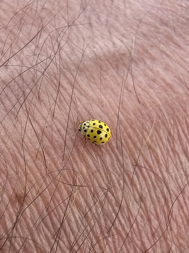 22-spot Ladybird