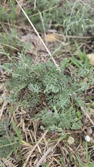 Artemisia santonicum, photograph (c) Christoph Moning, some rights reserved (CC BY)