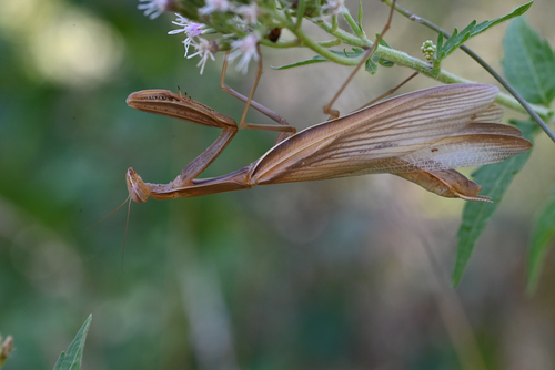 European Mantis