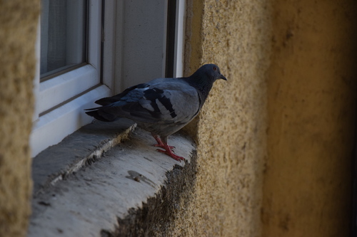 Feral Pigeon