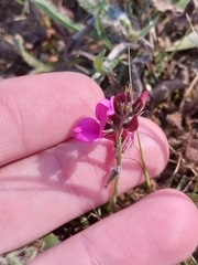 Indigofera incana, photograph (c) De Waal Hugo, some rights reserved (CC BY)