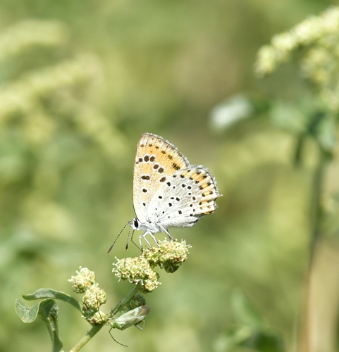 Lesser Fiery Copper