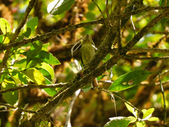 Pachyramphus versicolor