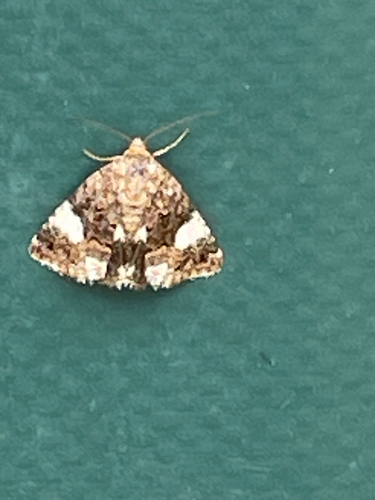 Four-spotted Moth