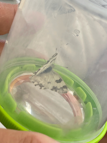 Eastern Bath White