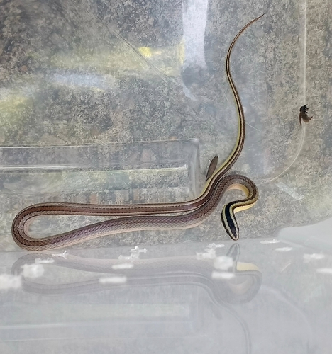 Photo of a Hoge's Ground Snake (Lygophis paucidens)