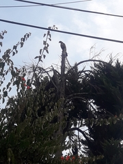 Parabuteo unicinctus