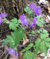 Phacelia bipinnatifida