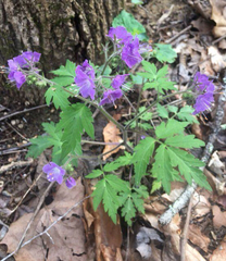 Phacelia bipinnatifida