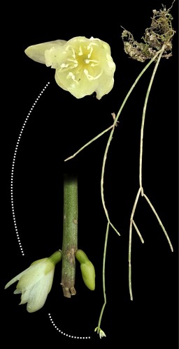 Rhipsalis teres