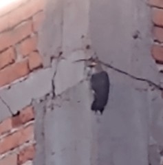 Melanerpes aurifrons