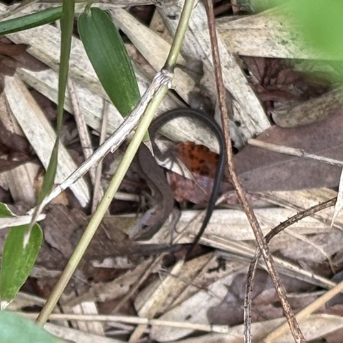 Japanese Grass Lizard