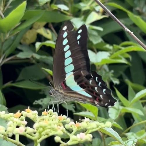 Japanese Common Bluebottle