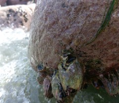 Austromegabalanus psittacus