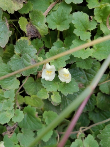 Asarina procumbens