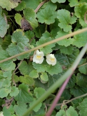Asarina procumbens