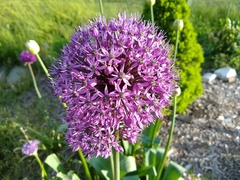 Allium hollandicum