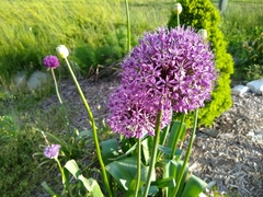 Allium hollandicum