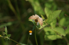 Carrhenes callipetes