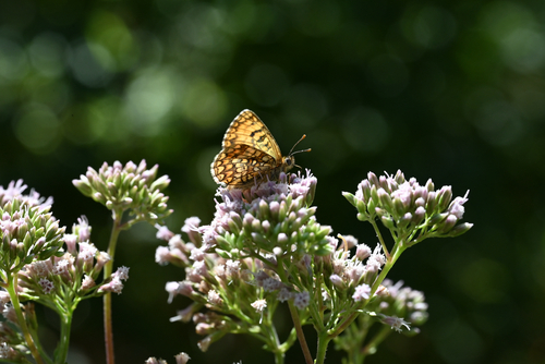 Southern Heath Fritillary