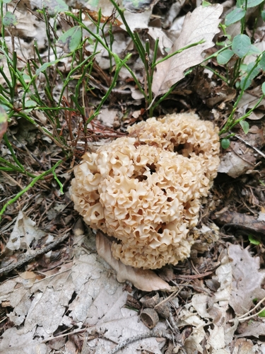 Cauliflower Fungus