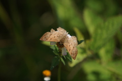 Carrhenes callipetes