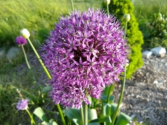 Allium hollandicum