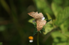 Carrhenes callipetes