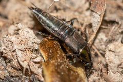 Philonthus decorus