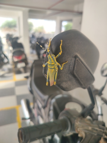 Painted Grasshopper