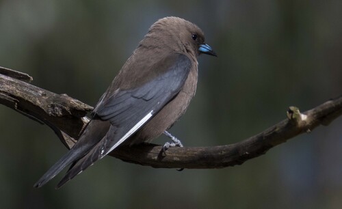 Dusky Woodswallow