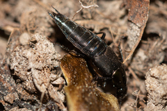 Philonthus decorus