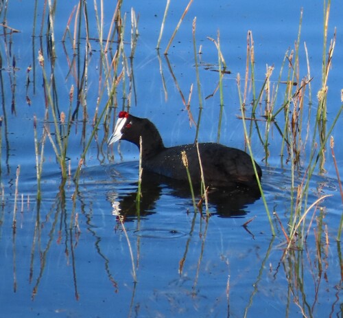 iNaturalist: (c) Fiona Hellmann, some rights reserved (CC BY-NC), uploaded by Fiona Hellmann iNaturalist image