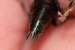 Philonthus decorus