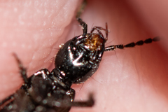 Philonthus decorus
