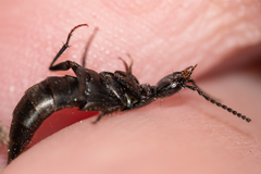 Philonthus decorus