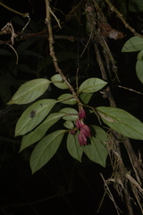 Nematanthus tessmannii