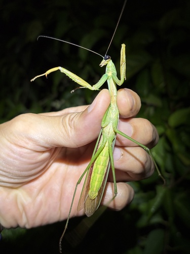 Chinese Mantis