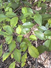 (c) Martin Hannan-Jones, some rights reserved (CC BY) Backhousia myrtifolia, photograph (c) Martin Hannan-Jones, some rights reserved (CC BY)