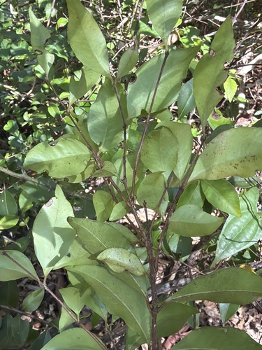Backhousia myrtifolia, photograph 6