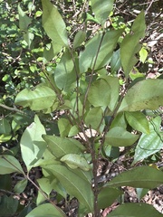 Backhousia myrtifolia, photograph (c) Martin Hannan-Jones, some rights reserved (CC BY)