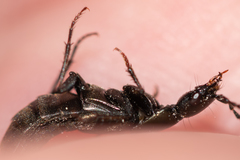 Philonthus decorus