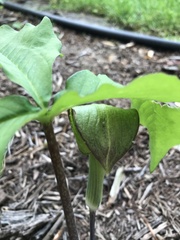 Arisaema triphyllum