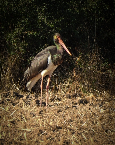 Black Stork