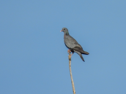 Stock Dove