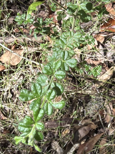 Zieria minutiflora