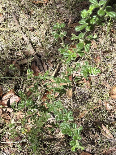 Zieria minutiflora, photograph 2