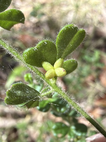 Zieria minutiflora, photograph 4