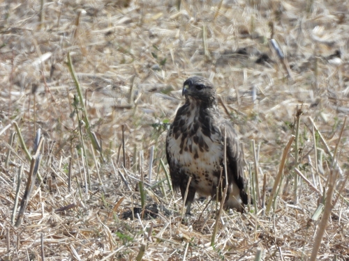 Common Buzzard