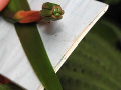 Trimezia gracilis
